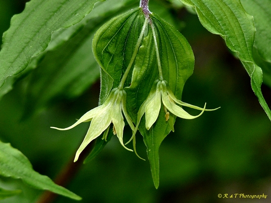 {Prosartes lanuginosa}